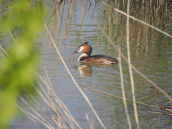 Great Crested Grebe 湖北湖岸 Wed, 5/4/2022