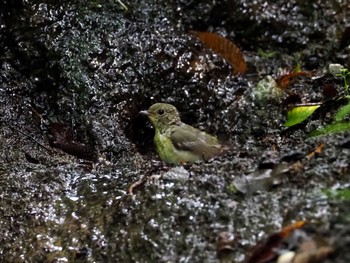 Narcissus Flycatcher 大洞の水場 Sun, 8/7/2022