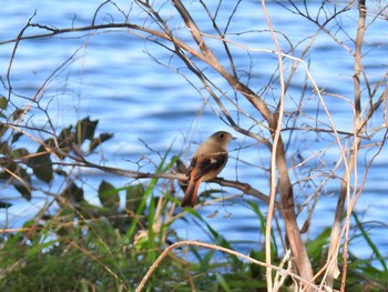 Daurian Redstart 荒川右岸（北千住） Wed, 1/24/2018