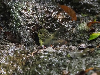 Narcissus Flycatcher 大洞の水場 Sun, 8/7/2022