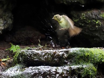 Narcissus Flycatcher 大洞の水場 Sun, 8/7/2022