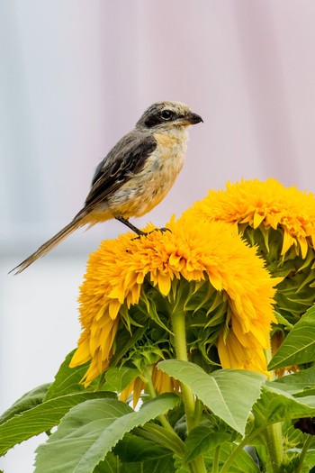 Bull-headed Shrike 仙台市農業園芸センター Sat, 8/13/2022