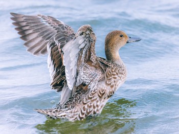 Northern Pintail 大沼(宮城県仙台市) Sat, 8/13/2022