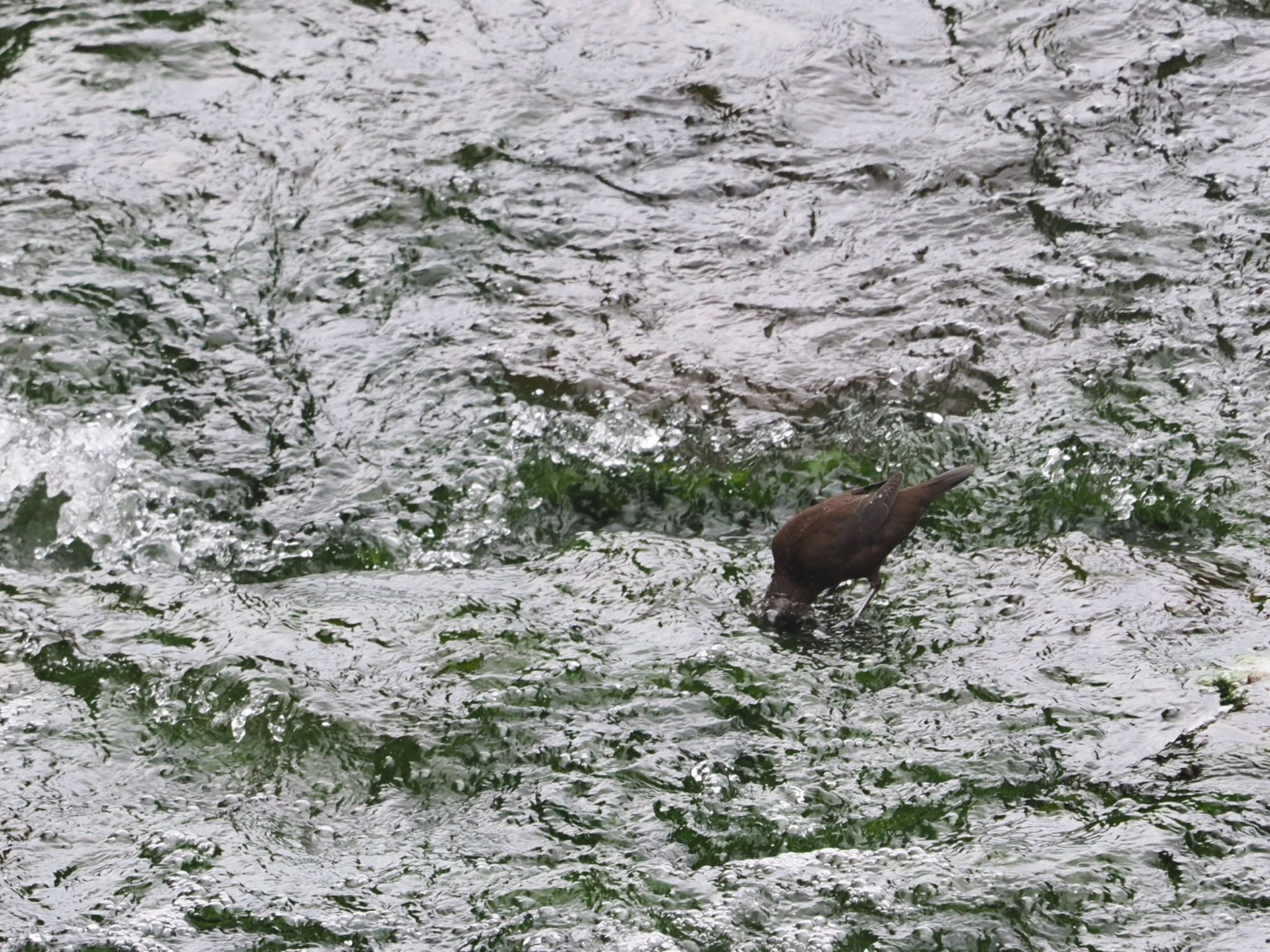 Brown Dipper