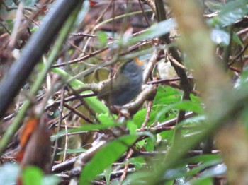 Grey-bellied Tesia