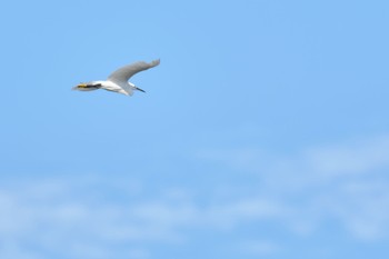 コサギ 伊佐沼 2022年7月24日(日)