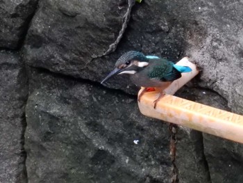 Common Kingfisher 平和の森公園、妙正寺川 Sun, 8/14/2022