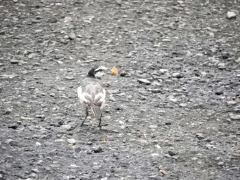 White Wagtail 平和の森公園、妙正寺川 Sun, 8/14/2022