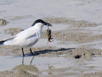 Gull-billed Tern Esplanade(Cairns) Thu, 8/11/2022