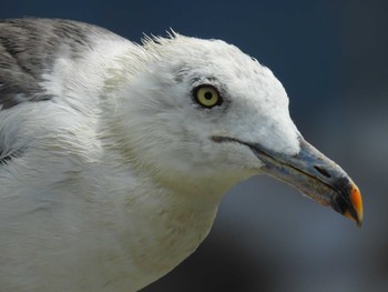 ウミネコ 天橋立 2022年8月13日(土)