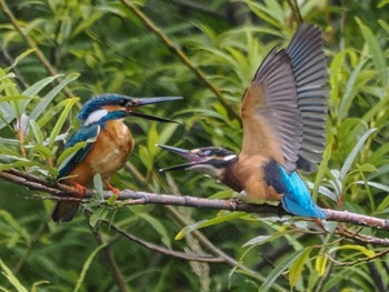 Sun, 8/14/2022 Birding report at 発寒川緑地(札幌市西区)