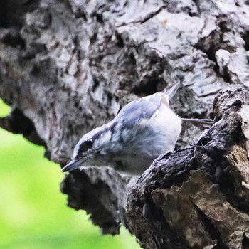 ゴジュウカラ 西岡公園(西岡水源地) 2022年8月14日(日)