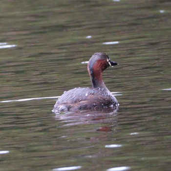 Little Grebe Nishioka Park Sun, 8/14/2022