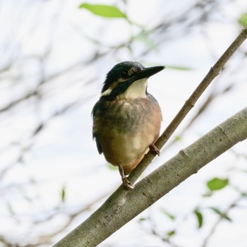 Common Kingfisher Nishioka Park Sun, 8/14/2022