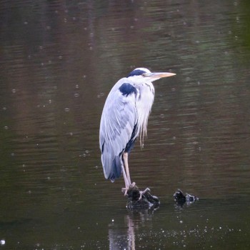 Grey Heron Nishioka Park Sun, 8/14/2022