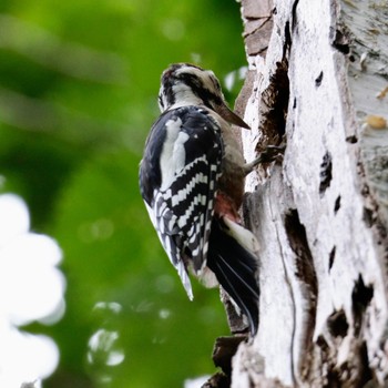 Great Spotted Woodpecker Nishioka Park Sun, 8/14/2022