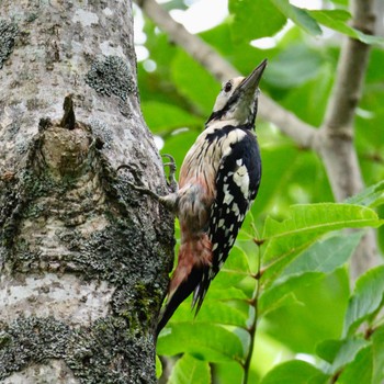 White-backed Woodpecker Nishioka Park Sun, 8/14/2022