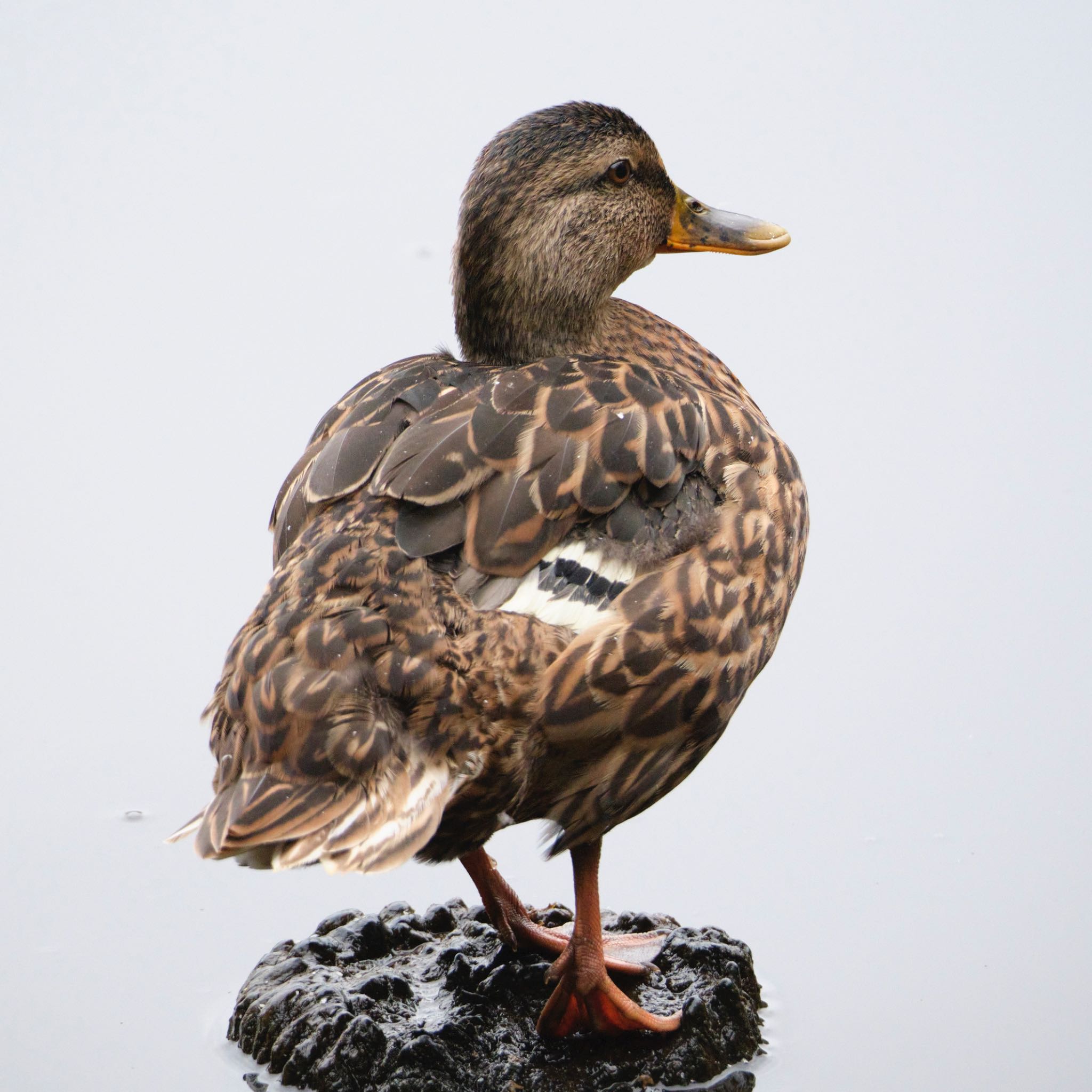 西岡公園(西岡水源地) マガモの写真 by haha.9535