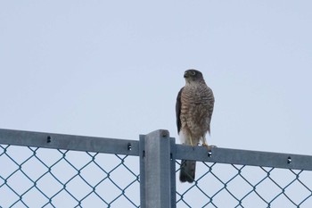 Japanese Sparrowhawk 東京都品川区 Sun, 8/14/2022