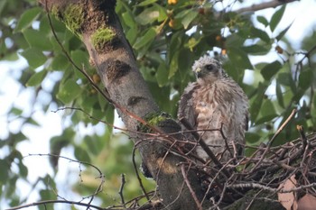 Japanese Sparrowhawk 東京都品川区 Sun, 8/14/2022