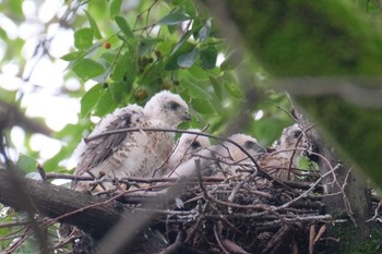 Japanese Sparrowhawk 東京都品川区 Sun, 8/14/2022