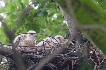 Sun, 8/14/2022 Birding report at 東京都品川区