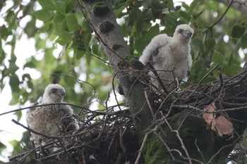 Japanese Sparrowhawk 東京都品川区 Sun, 8/14/2022