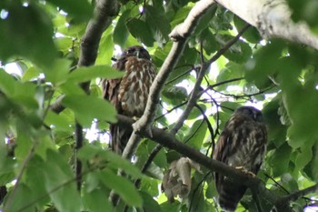 2022年8月10日(水) 京都御苑の野鳥観察記録