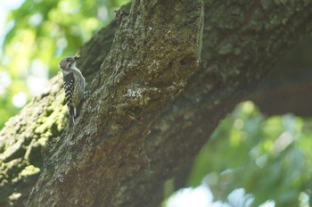 Japanese Pygmy Woodpecker 世田谷区の公園 Unknown Date