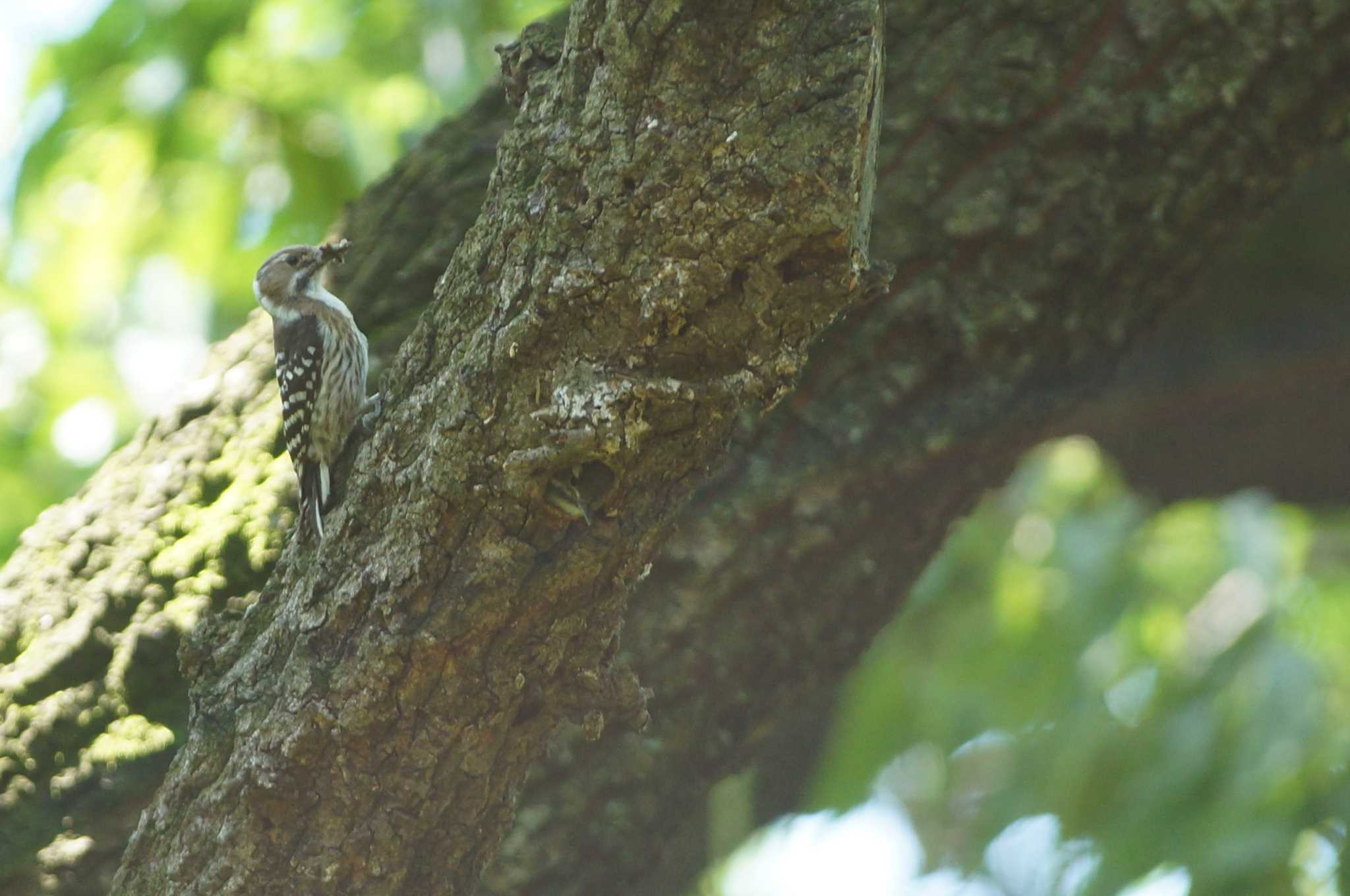 Photo of Japanese Pygmy Woodpecker at 世田谷区の公園 by bea