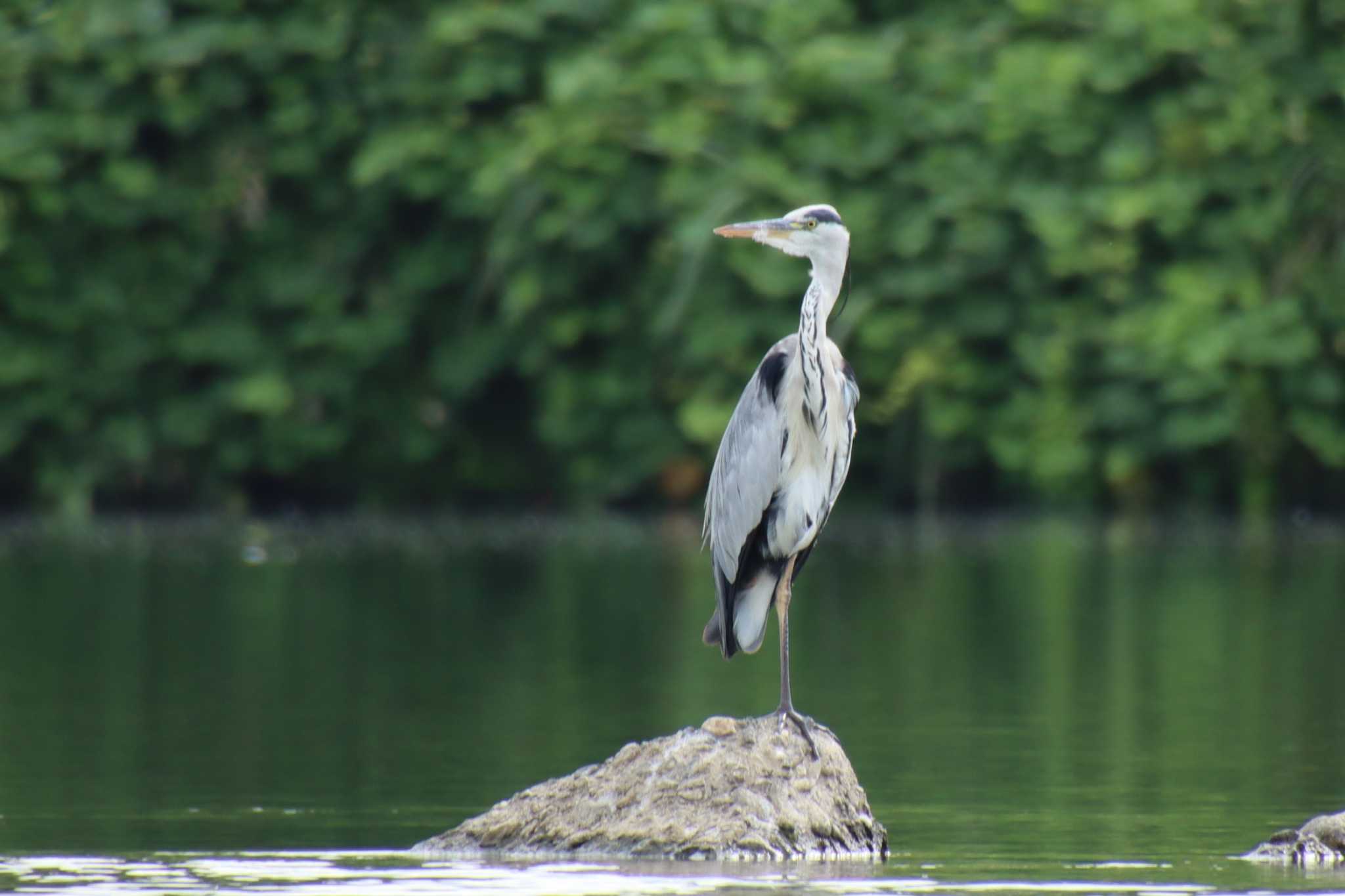 Grey Heron