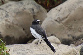 2022年8月12日(金) 桂川の野鳥観察記録