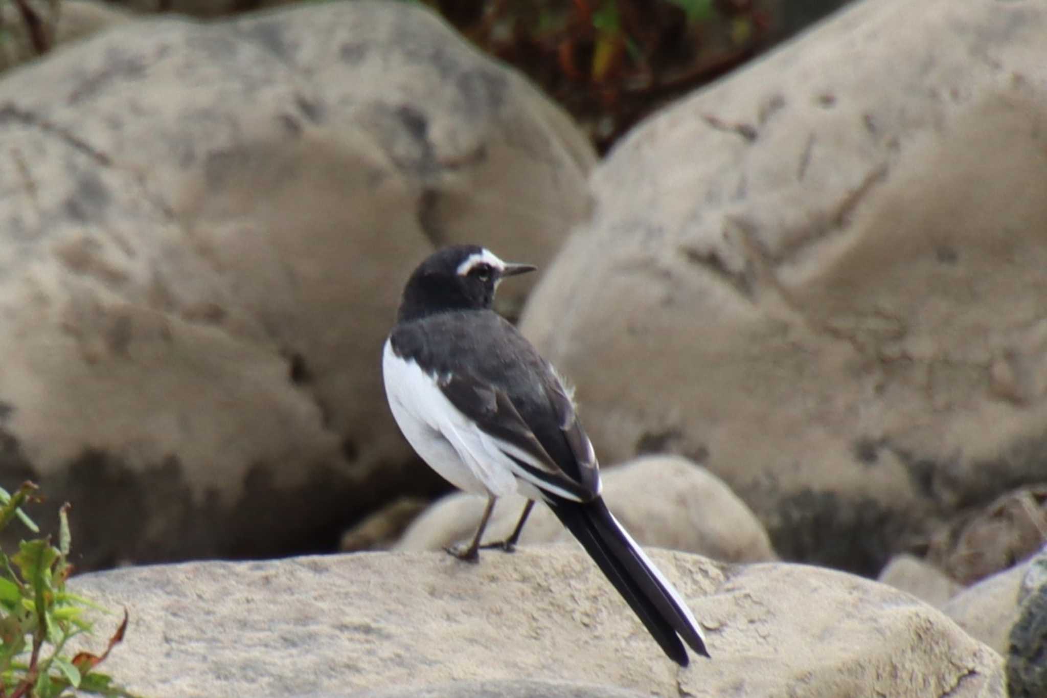 Japanese Wagtail