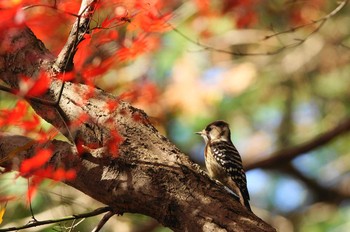 Japanese Pygmy Woodpecker 世田谷区の公園 Unknown Date
