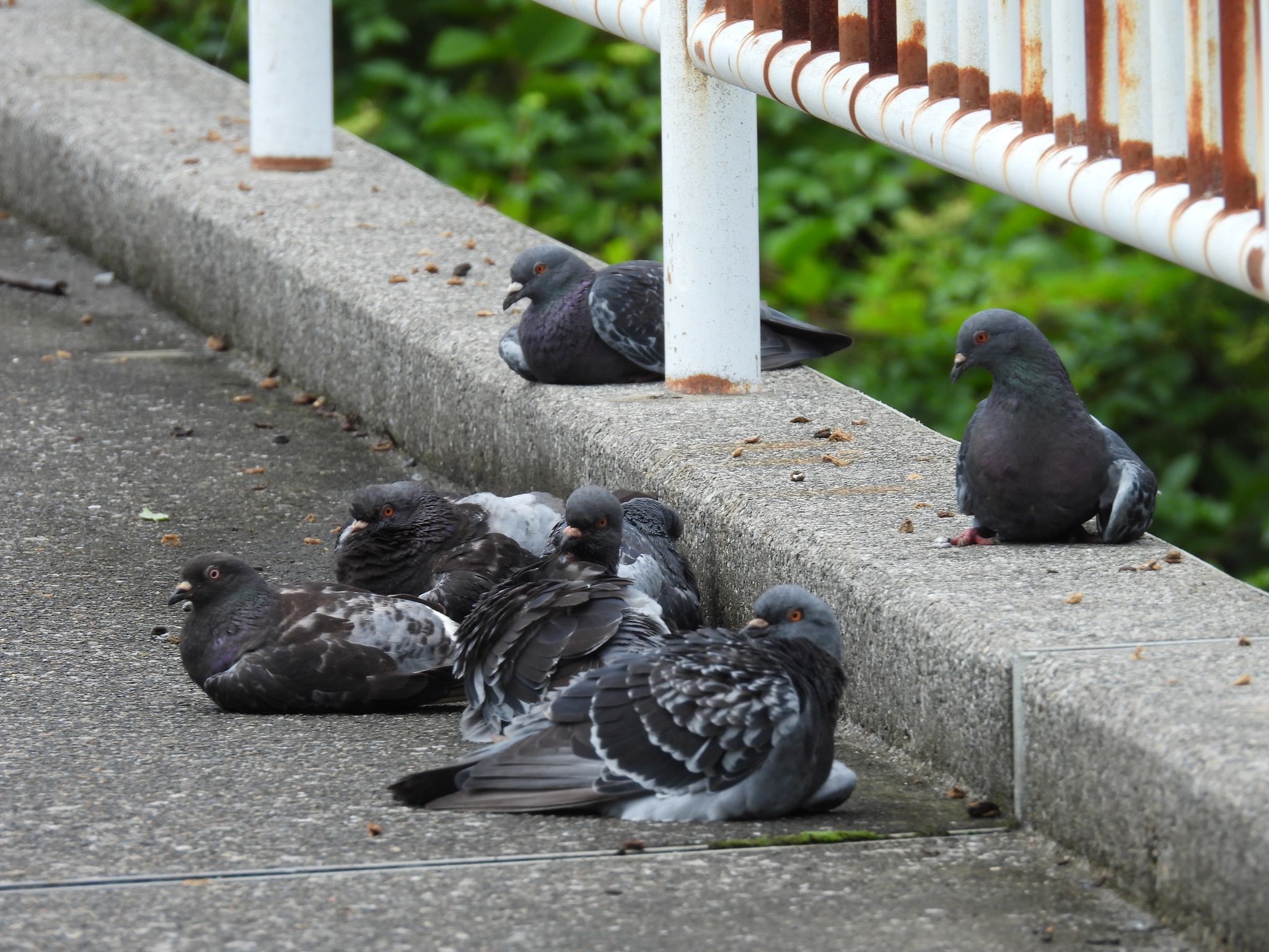 カワラバト