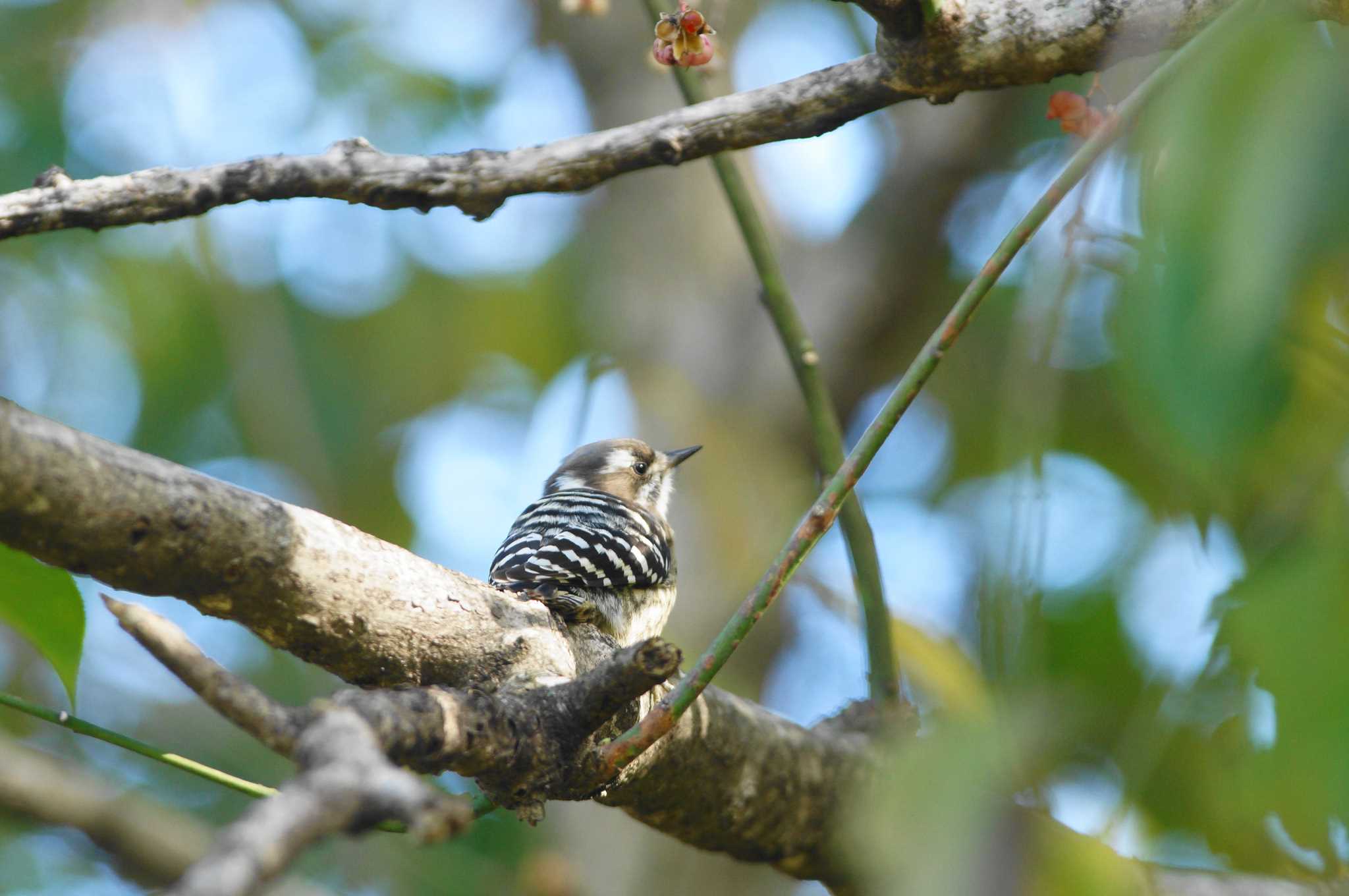 Photo of Japanese Pygmy Woodpecker at 世田谷区の公園 by bea