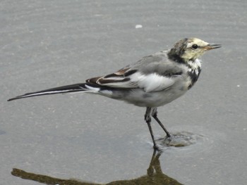 2022年8月14日(日) 埼玉県さいたま市の野鳥観察記録