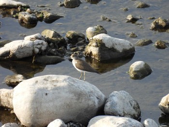 Common Sandpiper 入間川(狭山大橋付近) 埼玉県狭山市 Sat, 7/9/2022