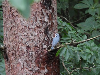 ゴジュウカラ 西湖野鳥の森公園 2022年8月14日(日)