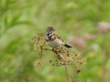 Chestnut-eared Bunting Kirigamine Highland Sun, 8/14/2022