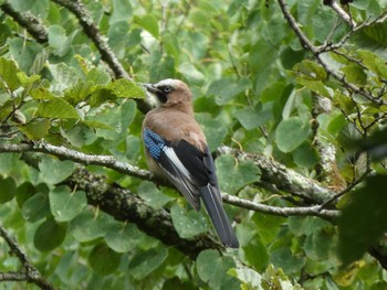 2022年8月14日(日) 柳沢峠の野鳥観察記録