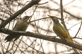 アオゲラ 三ツ池公園(横浜市鶴見区) 2018年1月22日(月)