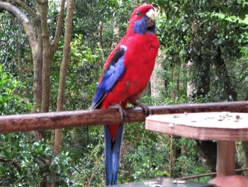 アカクサインコ springbrook,Australia 2022年8月14日(日)