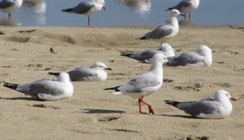 Audouin's Gull