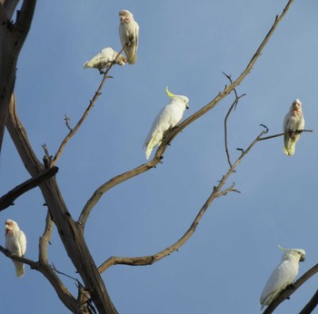 Sulphur-crested Cockatoo Australia,Victoria Sun, 8/14/2022