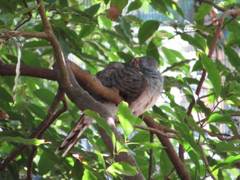Bar-shouldered Dove You Yang Regional Park Sun, 8/14/2022