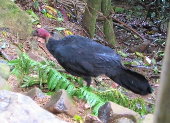 ヤブツカツクリ Springbrook National park Queensland Australia 2022年8月14日(日)