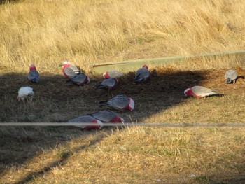 Galah Australia,Victoria Sun, 8/14/2022