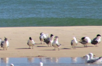 ワライカモメ Australia,Queensland 2022年8月14日(日)