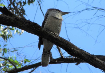 Laughing Kookaburra You Yang Regional Park Sun, 8/14/2022